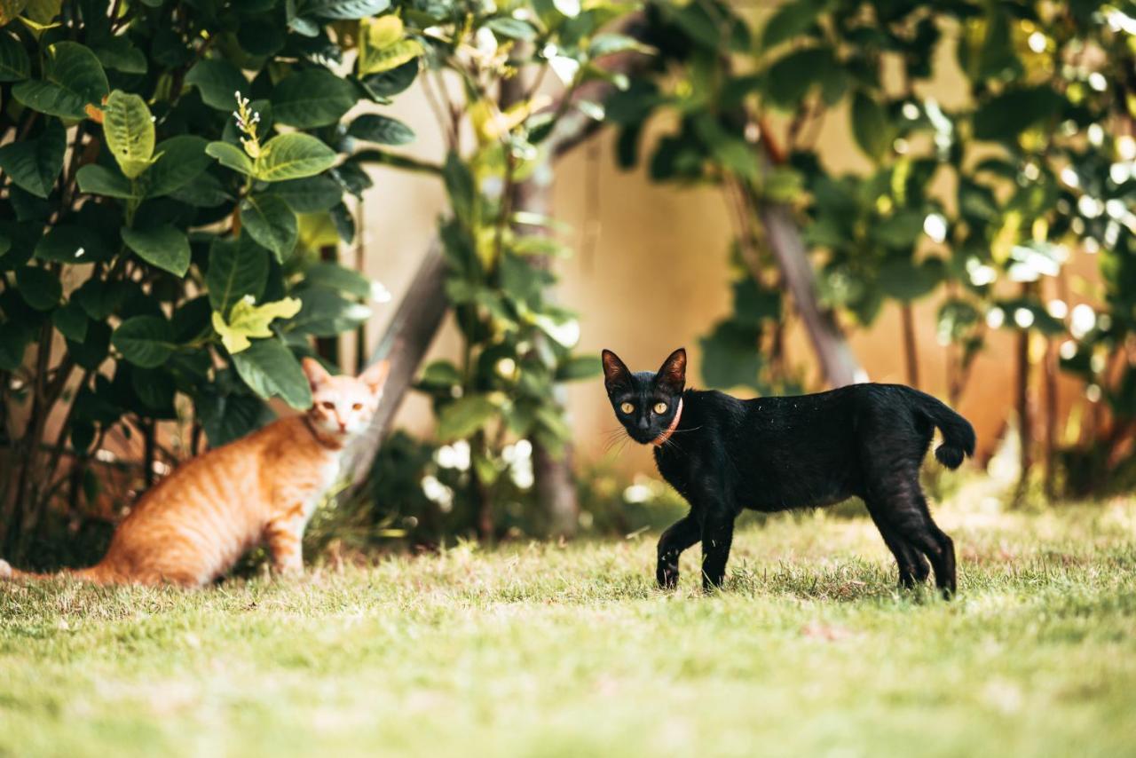 Bali Mynah Villas Resort Jimbaran Kültér fotó